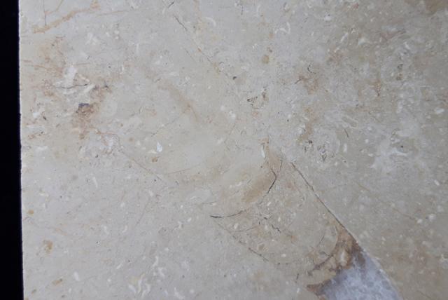 Hibolithes sp. (MONTFORT 1808) - Bild &copy; FossNet FossilienStore